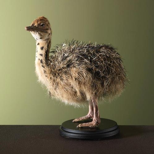 Struisvogel Jong Taxidermie Opgezette Dieren By Max, Verzamelen, Dierenverzamelingen, Opgezet dier, Nieuw, Vogel, Ophalen of Verzenden