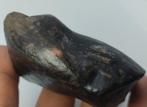 Ovat naturel noir de 416 carats en ébauche Fossile de bois -