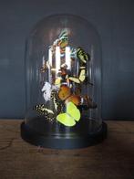 Kristallen kap met tropische vlinders uit Afrika,