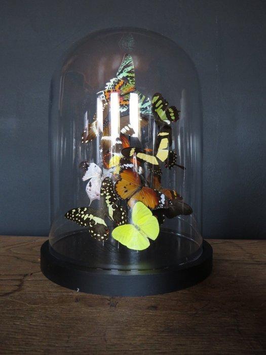 Kristallen kap met tropische vlinders uit Afrika,, Antiek en Kunst, Curiosa en Brocante