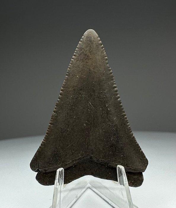 Witte haai - Fossiele tand - 4.5 cm - 3.2 cm (Zonder, Verzamelen, Mineralen en Fossielen