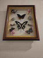 Papillon Support de corps entier pour taxidermie -, Collections