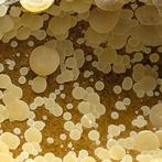 Énorme GÉODE de CALCITE SPHÉRIQUE Jaune sur BASALTE SOMBRE
