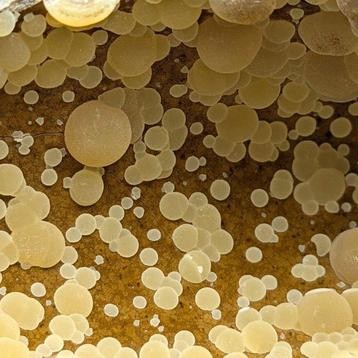 Énorme GÉODE de CALCITE SPHÉRIQUE Jaune sur BASALTE SOMBRE