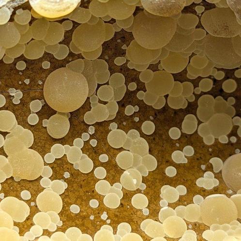 Énorme GÉODE de CALCITE SPHÉRIQUE Jaune sur BASALTE SOMBRE, Verzamelen, Mineralen en Fossielen