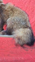 Chien viverrin Support de corps entier pour taxidermie -