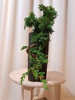 Jeneverbes bonsai (Juniperus) - Hoogte (boom): 13 cm -, Antiek en Kunst