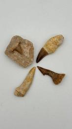 Mariene roofdieren - Fossiele tanden - Onchopristis,