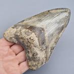Spectaculair fossiele tand van een megalodon - Fossiele tand, Verzamelen, Mineralen en Fossielen
