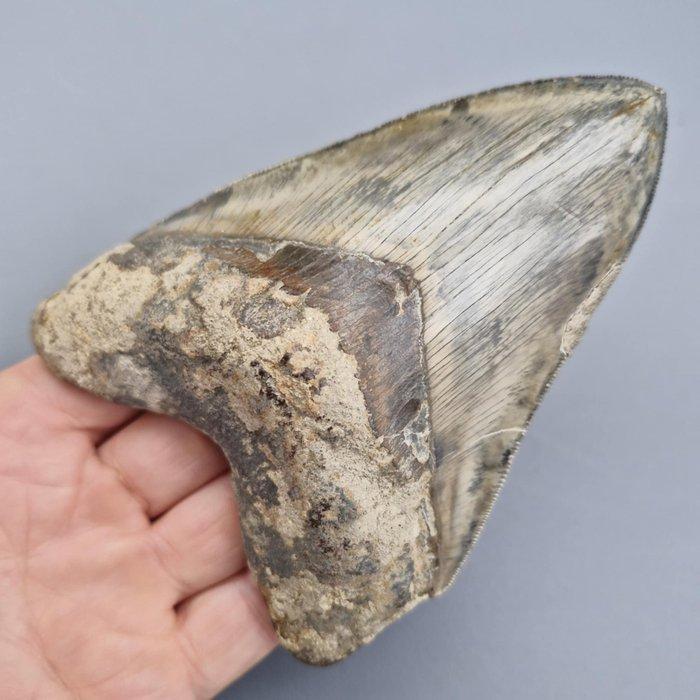 Spectaculair fossiele tand van een megalodon - Fossiele tand, Verzamelen, Mineralen en Fossielen