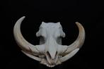 Phacochère africain Crâne - Phacochoerus africanus - 0 cm -, Nieuw