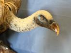 griffioen van Rüppell Taxidermie volledige montage - Gyps, Verzamelen, Nieuw