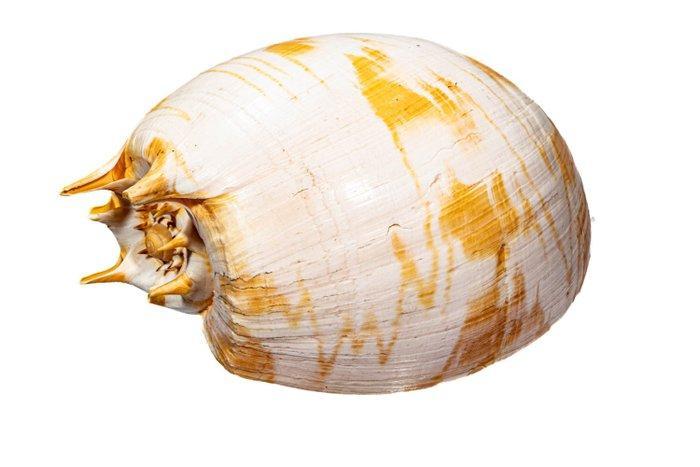 Amfoor-schelp *** GEM *** verzamelaarsschelp Taxidermie, Verzamelen, Dierenverzamelingen