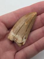 Carcharodontosaurus - Gefossiliseerd dier -
