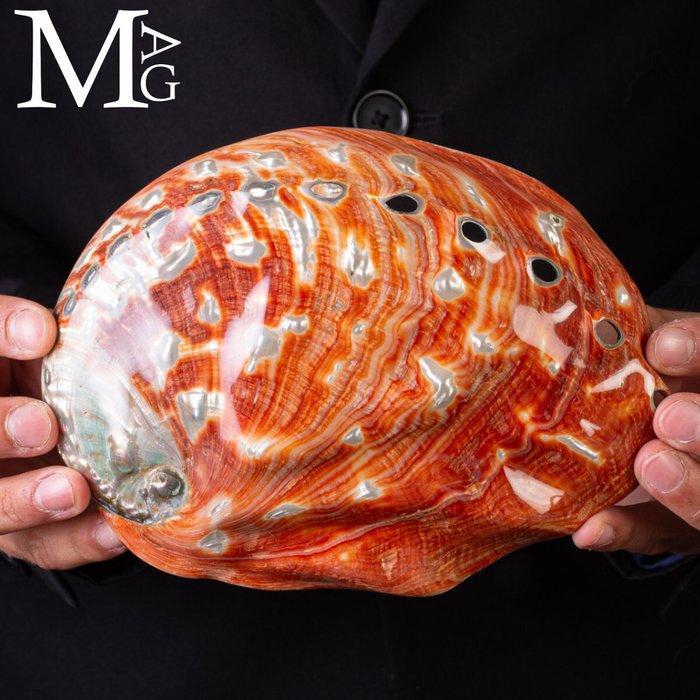 Reusachtige Moeder van Parel Schelp Prachtige Zee Schelp -, Verzamelen, Mineralen en Fossielen