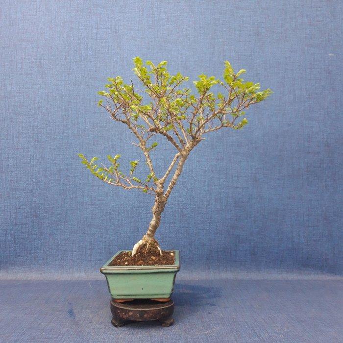 Bonsaï Genévrier (Juniperus) - Hauteur (arbre) : 18 cm -, Antiquités & Art, Curiosités & Brocante