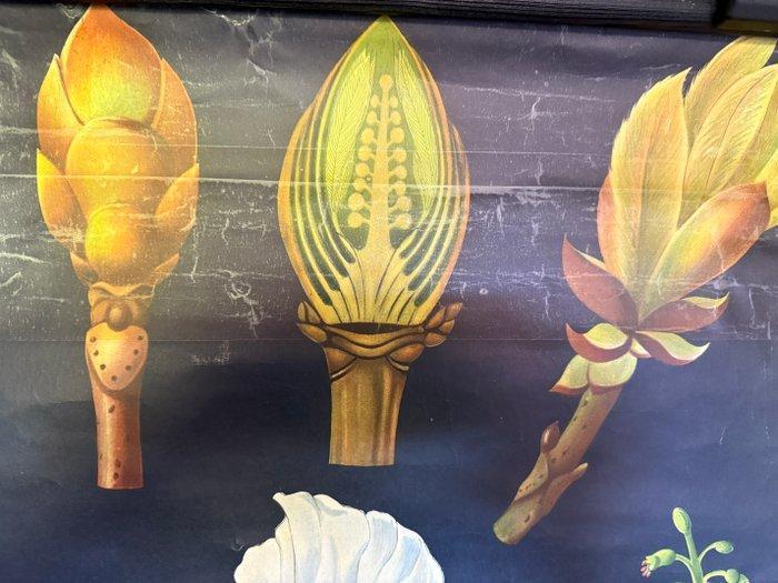 Jung Koch Quentell, kastanje 1960 - Schoolkaart - Linnen, Antiek en Kunst, Curiosa en Brocante