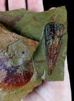 Eeuwigdier enigmatisch!!! - Conularia - Gefossiliseerd dier