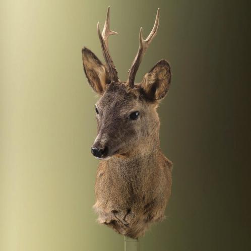 Reebok Wintervacht Taxidermie Opgezette Dieren By Max, Collections, Collections Animaux, Enlèvement ou Envoi