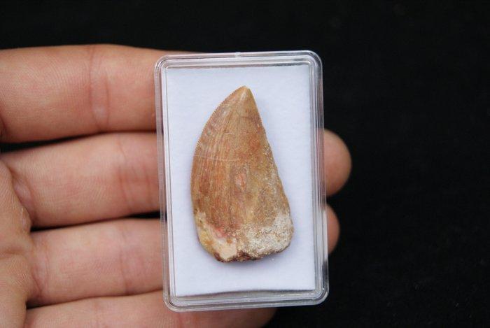 Dinosaurus - Fossiele tand - Carcharodontosaurus saharicus, Verzamelen, Mineralen en Fossielen