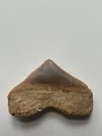 Megalodon - Fossiele tand - Carcharocles megalodon - 3.7 cm, Verzamelen