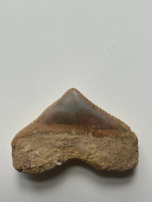 Megalodon - Fossiele tand - Carcharocles megalodon - 3.7 cm, Verzamelen, Mineralen en Fossielen