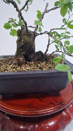Bonsai van een iep - Hoogte (boom): 17 cm - Diepte (boom):, Antiek en Kunst