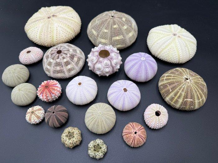 Zee-egel Zeeschelp - Echinodea sp (Zonder minimumprijs), Verzamelen, Dierenverzamelingen