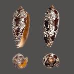 Hammer patroon  kwaliteit Fine+++  Taxidermie wandmontage