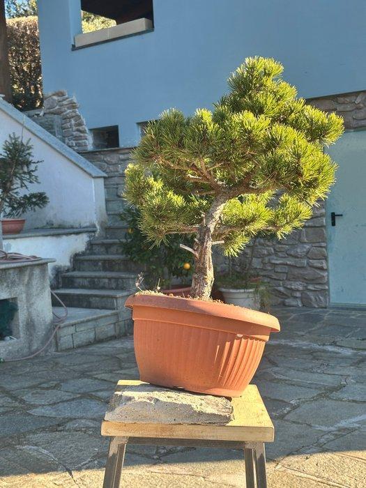 Den bonsai (Pinus) - Hoogte (boom): 60 cm - Diepte (boom):, Antiek en Kunst, Curiosa en Brocante