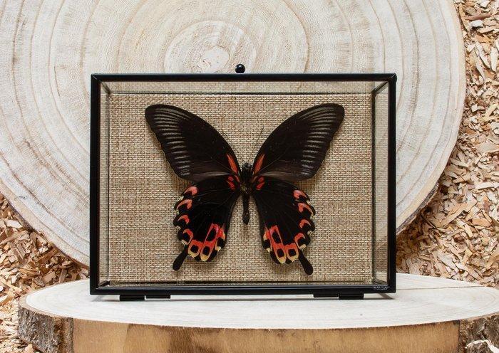 Vlinder Taxidermie volledige montage - Papilio diephobus -, Antiek en Kunst, Curiosa en Brocante