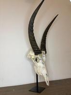 Waterbok Schedel op een standaard - Kobus ellipsiprymnus -