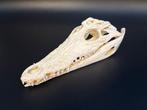 Nijlkrokodil Schedel - Crocodylus niloticus - 6.5 cm - 10 cm, Nieuw