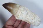 Mosasaurus - Gefossiliseerde kaak - Prognatodon giganteous -