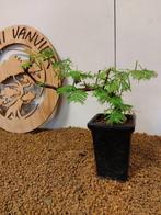 Kustmammoetboom bonsai (Sequoia) - Hoogte (boom): 20 cm -