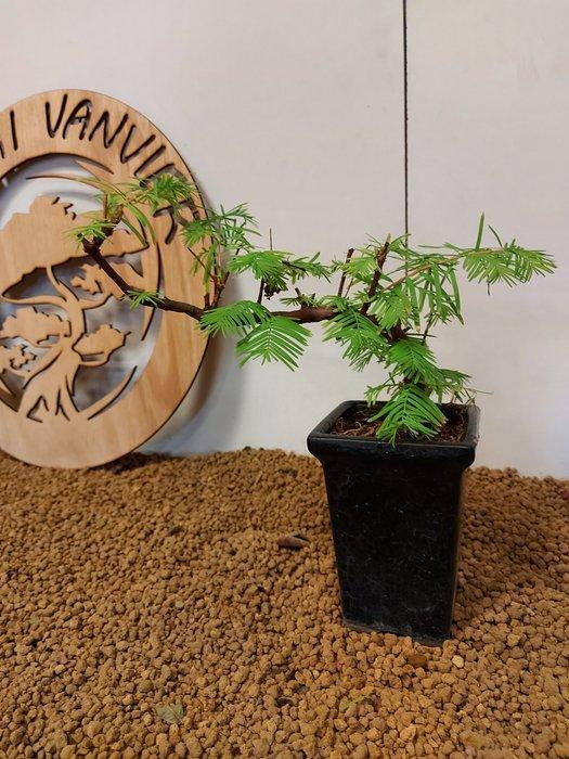 Kustmammoetboom bonsai (Sequoia) - Hoogte (boom): 20 cm -, Antiek en Kunst, Curiosa en Brocante