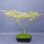 Japanese maple bonsai (Acer palmatum) - Hoogte (boom): 23 cm