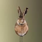 Haas Taxidermie Opgezette Dieren By Max, Ophalen of Verzenden, Nieuw, Wild dier, Opgezet dier