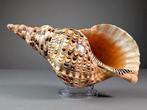 Tritons Trompet Zeeslak Schelp Skelet - Charonia tritonis -, Nieuw