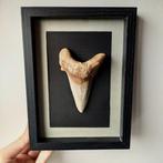 Haaientand in frame - Fossiele tand - Otodus auriculatus -