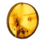 Baltische barnsteen met gedetailleerde Araneae: Araneida