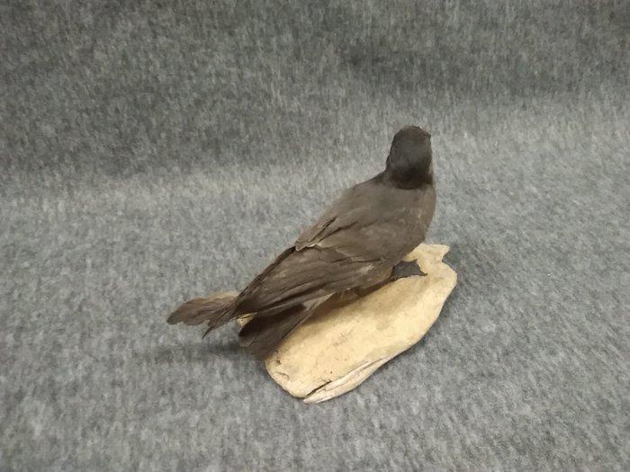 European Storm Petrel Taxidermie volledige montage -, Verzamelen, Dierenverzamelingen