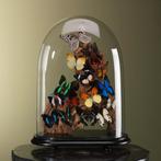 Vlinders in Stolp Taxidermie Opgezette Dieren By Max, Verzamelen, Ophalen of Verzenden, Nieuw, Insect, Opgezet dier