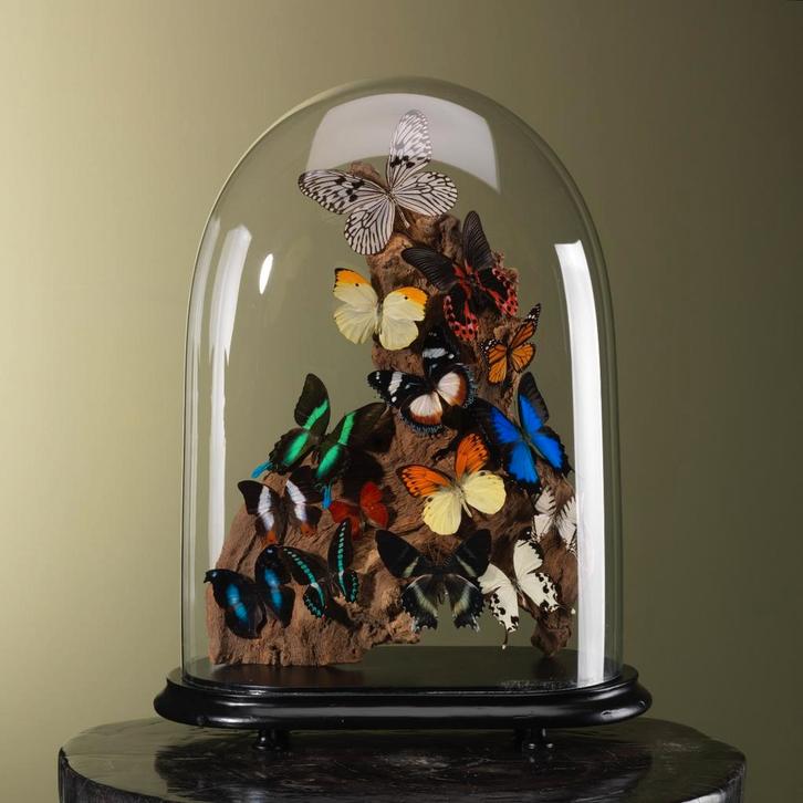 Vlinders in Stolp Taxidermie Opgezette Dieren By Max, Collections, Collections Animaux, Enlèvement ou Envoi