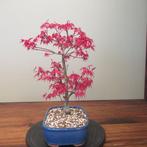 Acer palmatum deshojyo - Hoogte (boom): 36 cm - Diepte