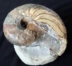Topkwaliteit - Nautile - Gefossiliseerde schelp - 9.5 cm, Verzamelen