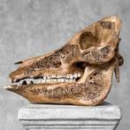 Geen veilingprijs - Bruine uitgeholde patina wild zwijn -