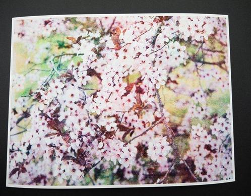 Viet Ha Tran - Romantic Sakura III, Antiek en Kunst, Kunst | Schilderijen | Modern