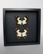 Vlinder Taxidermie volledige montage - Papilio euchenor - 25, Verzamelen, Nieuw