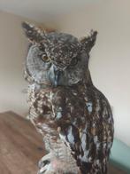 Hibou grand-duc Support de corps entier pour taxidermie -